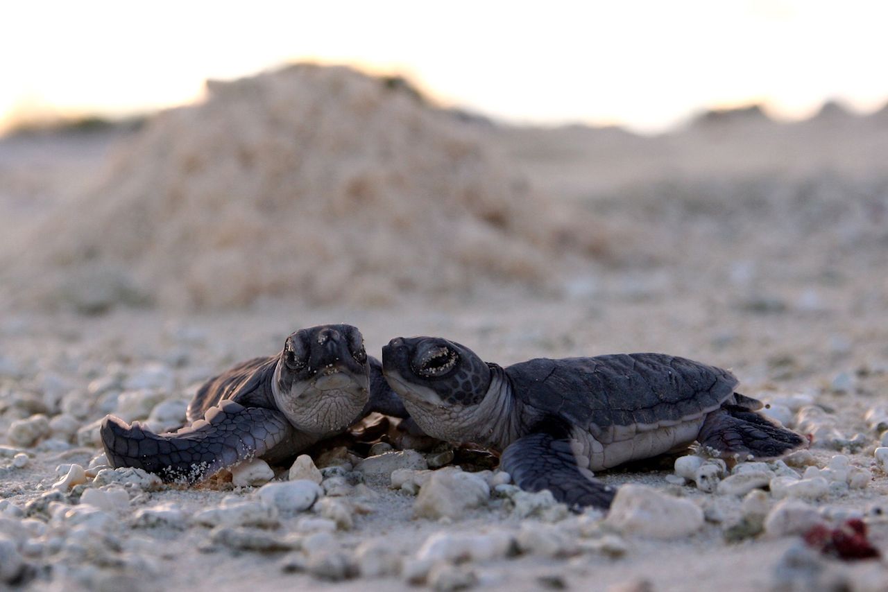 Baby green sea turtles