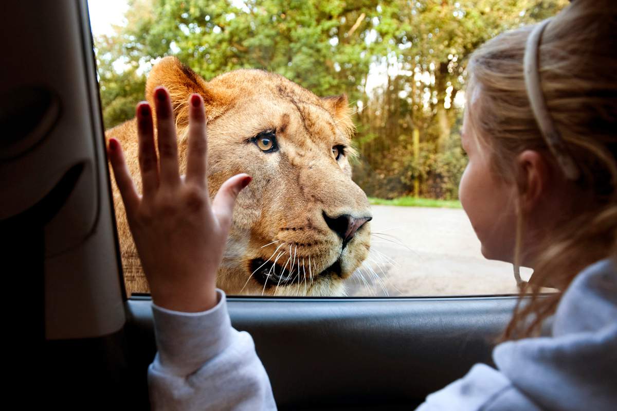 Knowsley Safari Lion