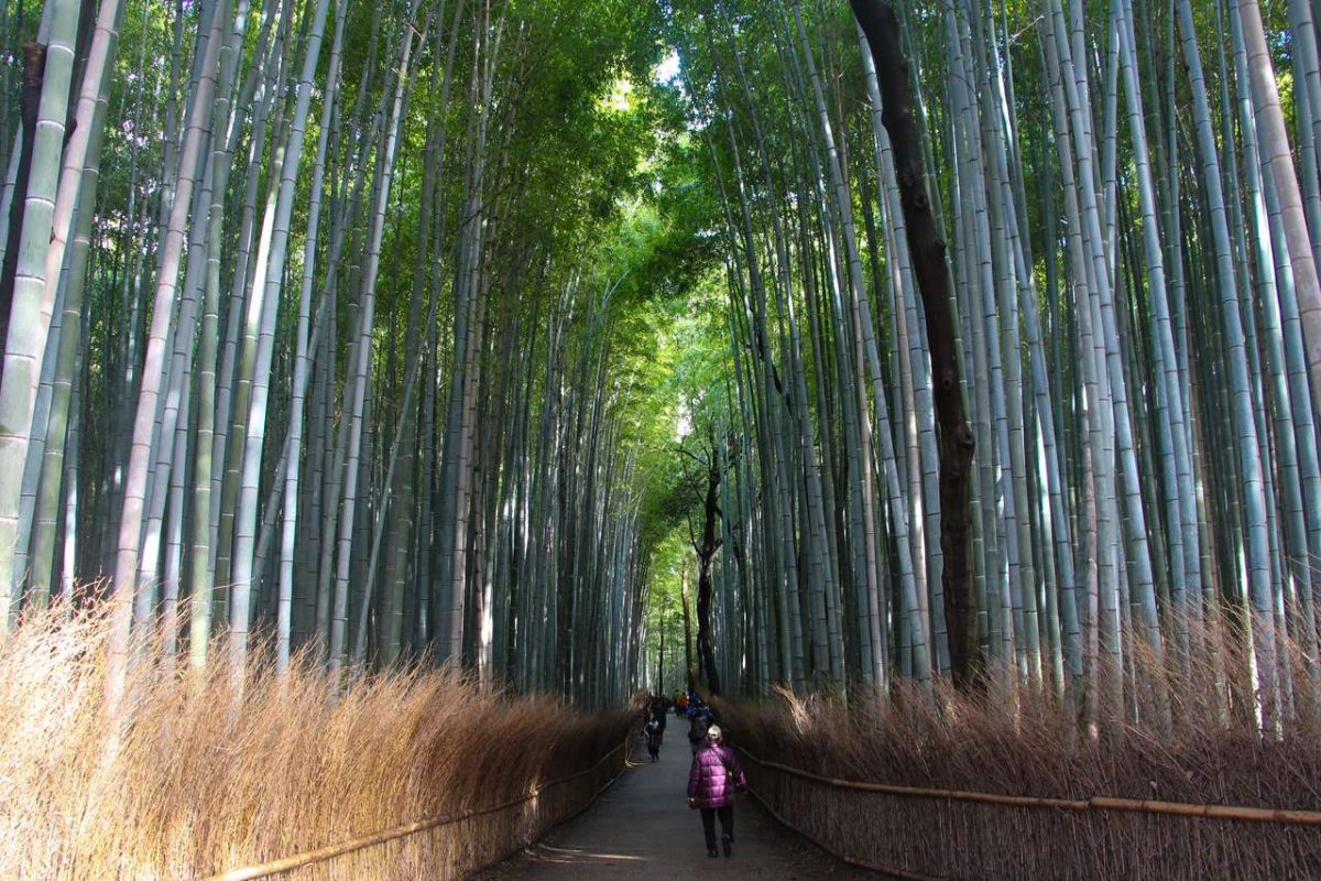 Sagano Bamboo Forest, Kyoto