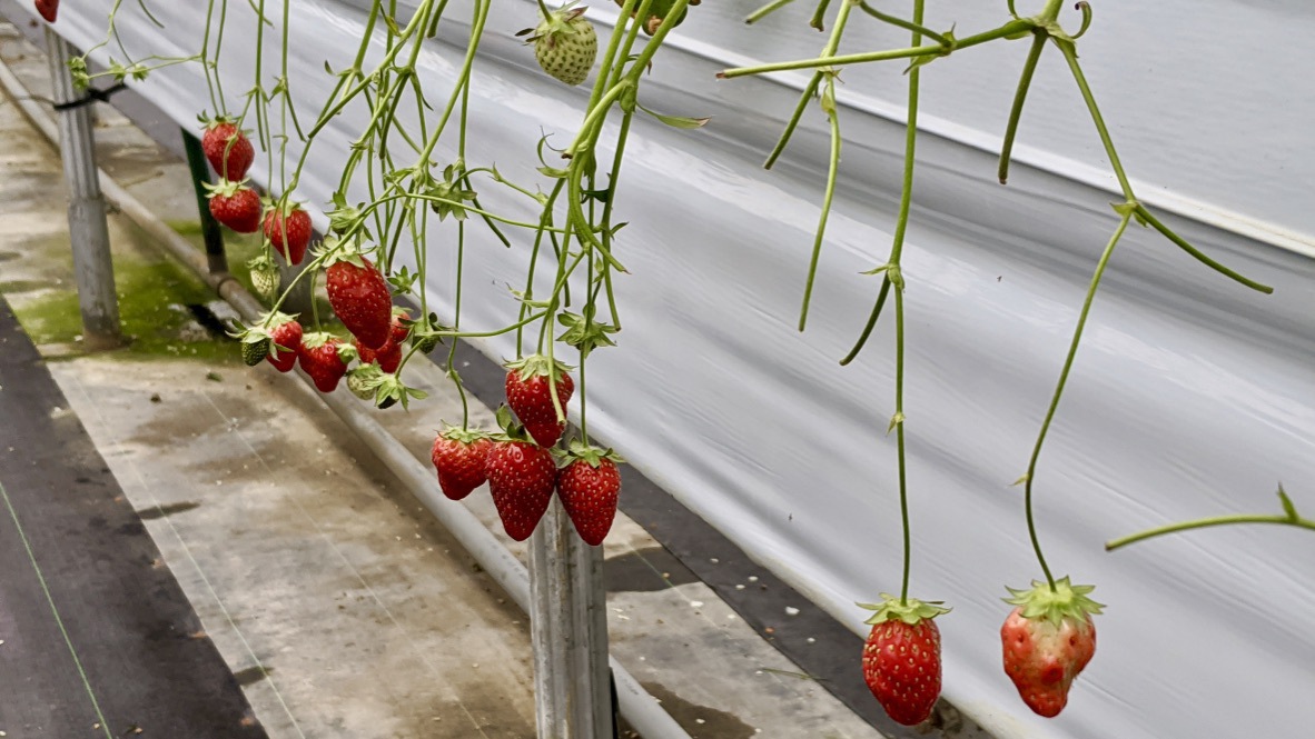 Lunch at Shichirin-mura at the Hasshoku CenterStrawberry picking in Nanbu