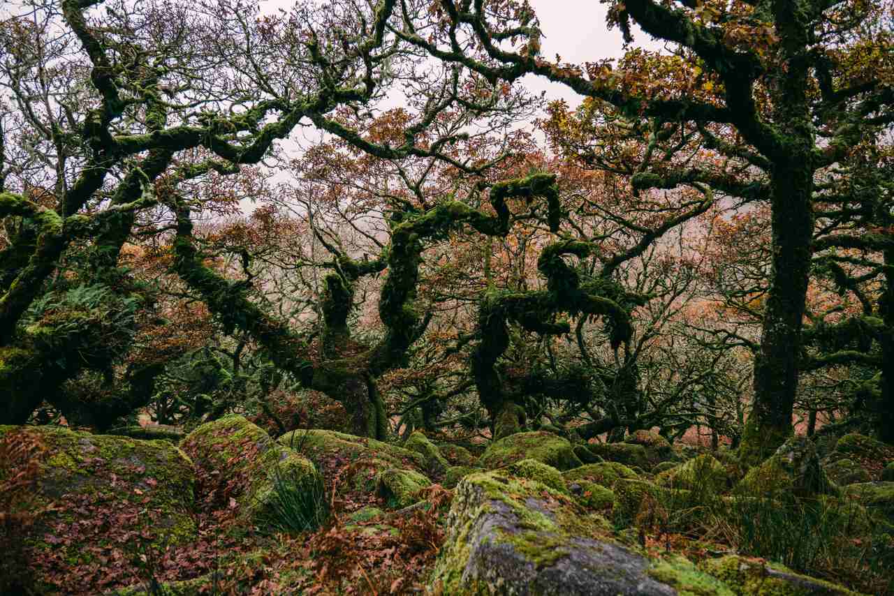 Wistman's Woods in Devon